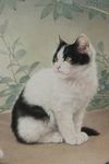 邢诚爱工笔画猫