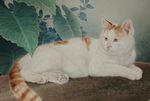 邢诚爱工笔画猫