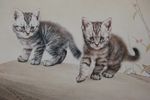 邢诚爱工笔画猫
