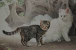 邢诚爱工笔画猫
