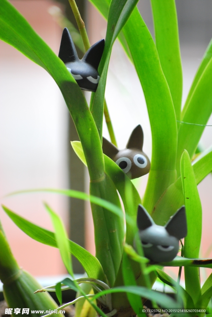 萌猫