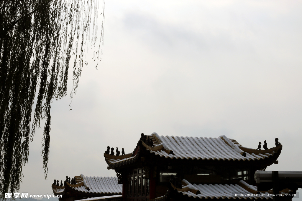 柳树 雪景