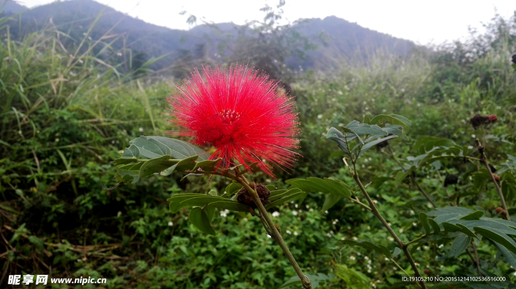 美蕊花