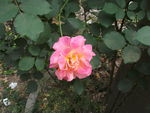 玫瑰花