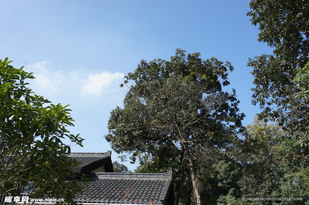 屋顶 树木