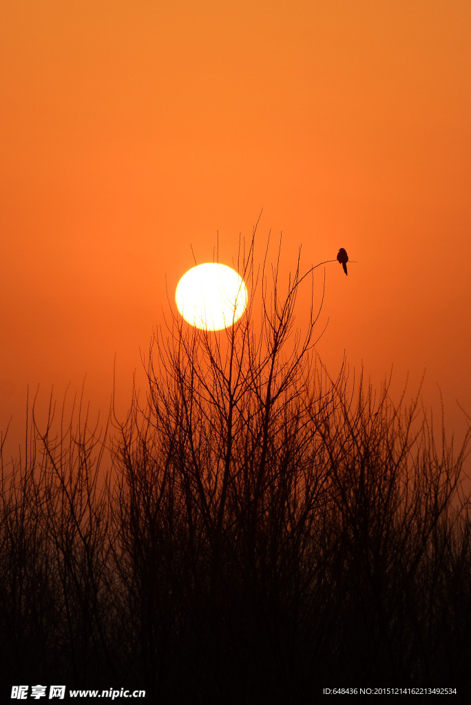 夕阳单影