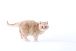 宠物猫图片