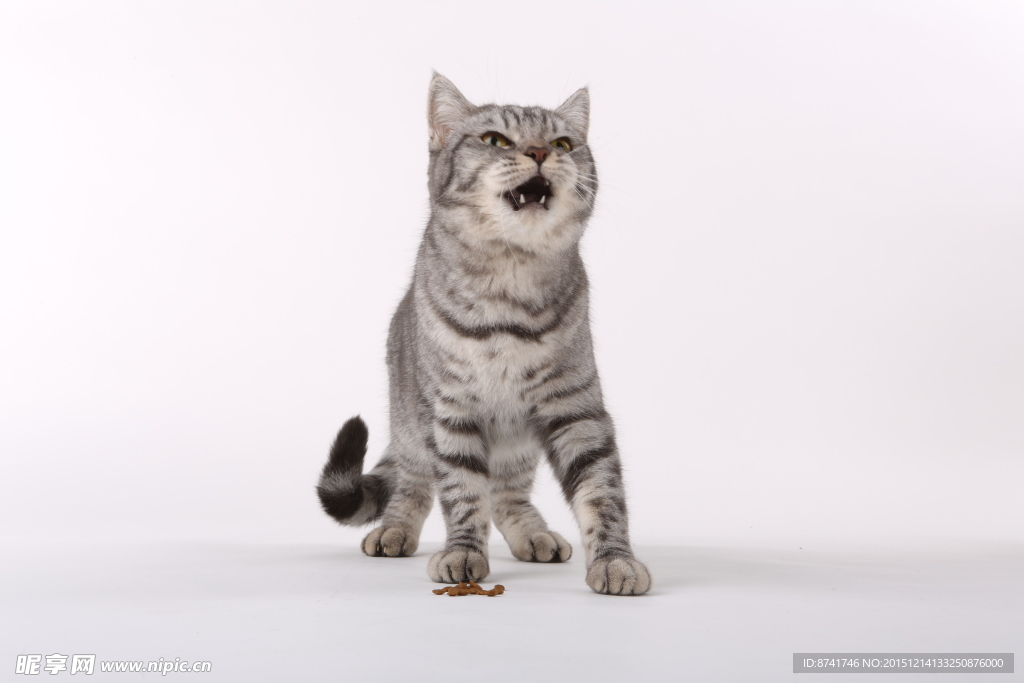 宠物猫图片