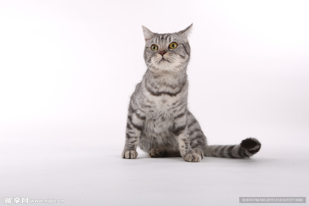 宠物猫图片