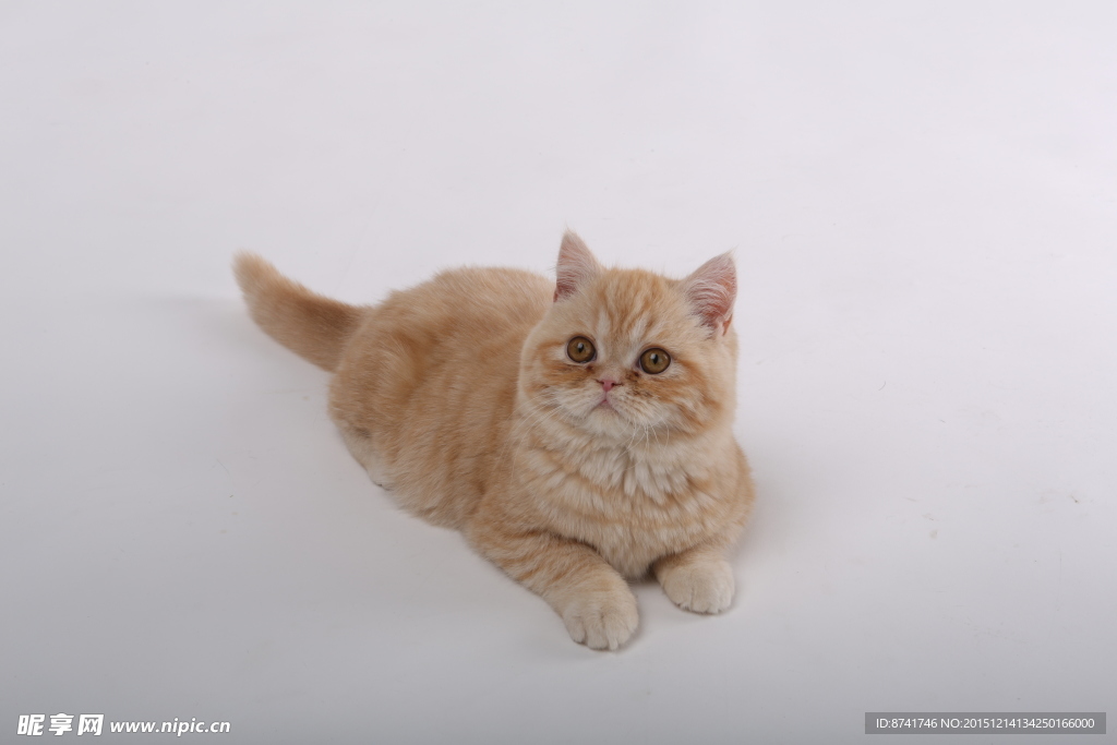 宠物猫图片