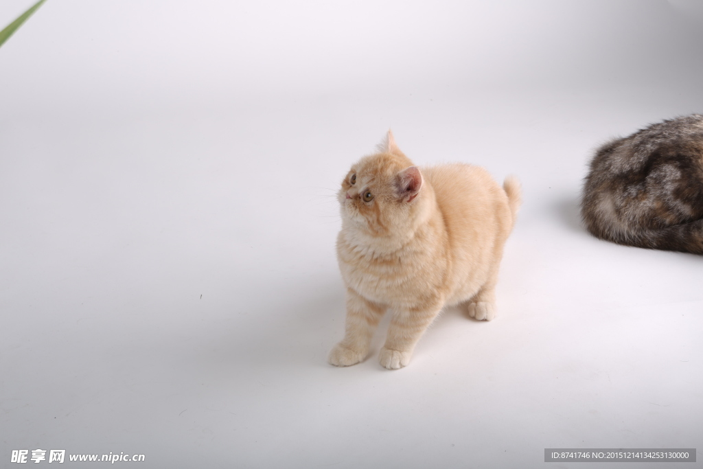 宠物猫图片