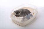 宠物猫图片