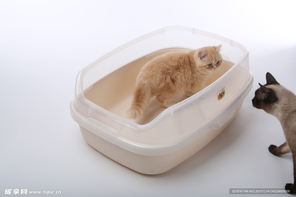 宠物猫图片