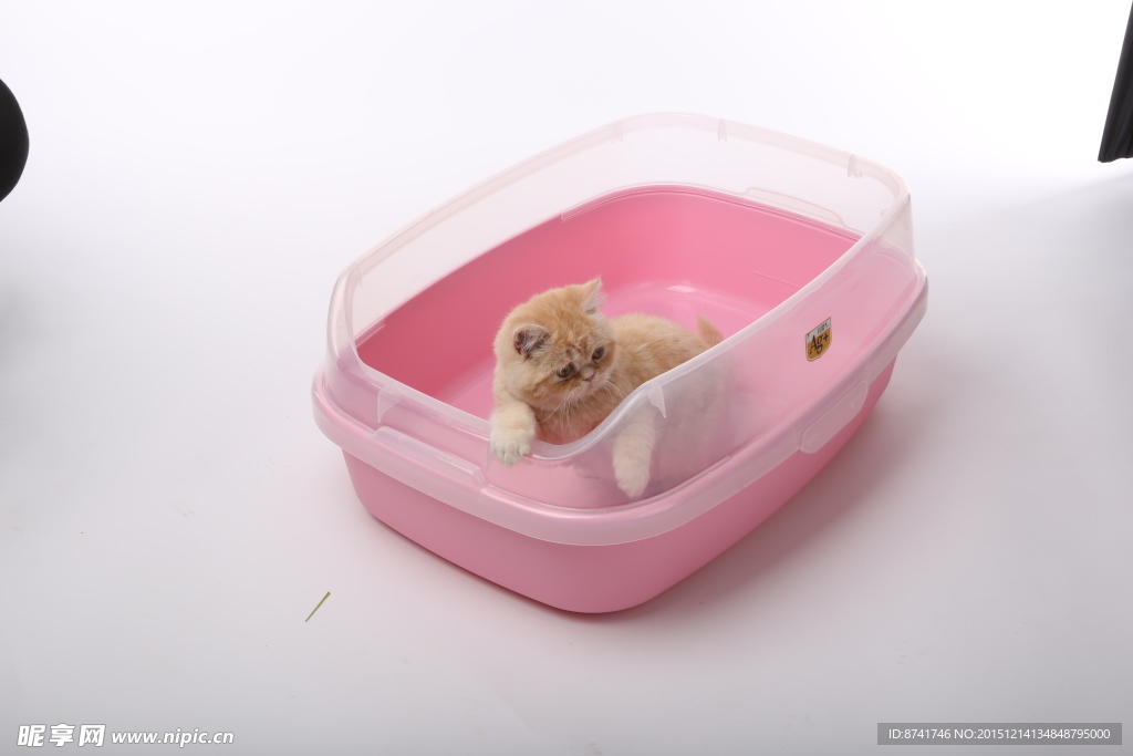 宠物猫图片