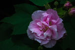 芙蓉