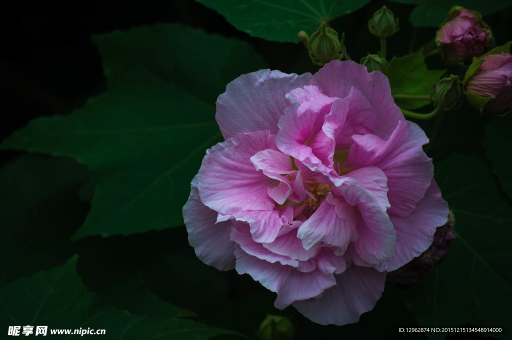 芙蓉