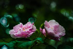 芙蓉