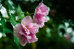 芙蓉
