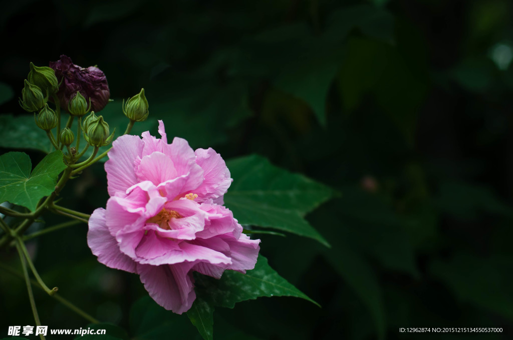 芙蓉