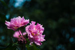 芙蓉