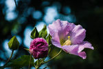 芙蓉