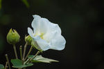 芙蓉