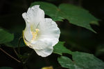 芙蓉