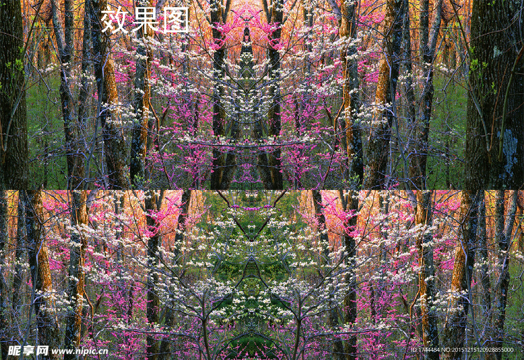 樱花大树林动态视频背景