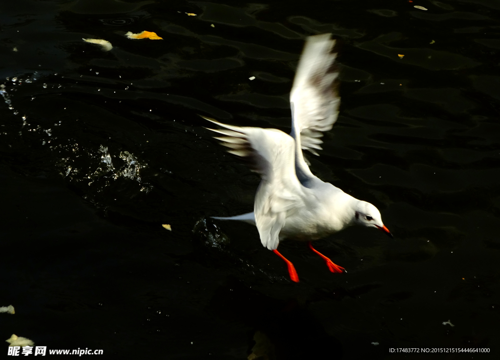 翠湖海鸥