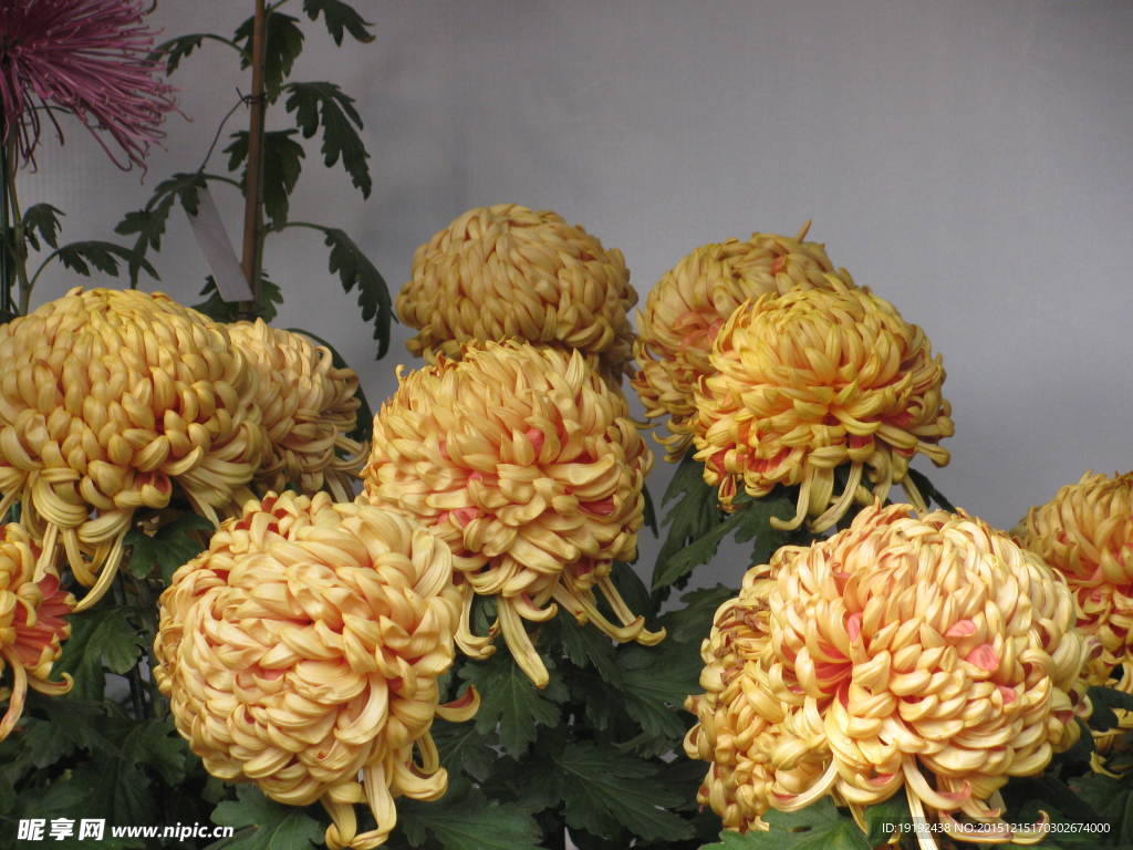 菊花