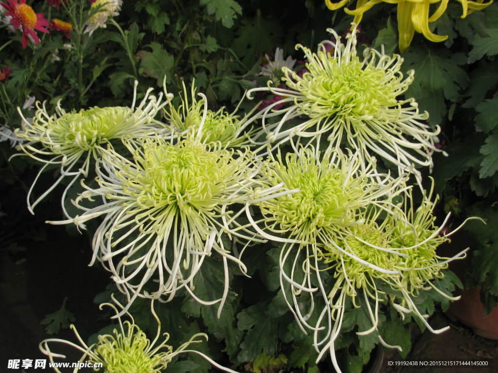 菊花