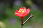 枝头的红梅花