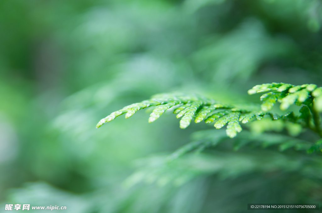 绿色植物