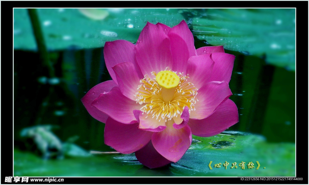 荷花