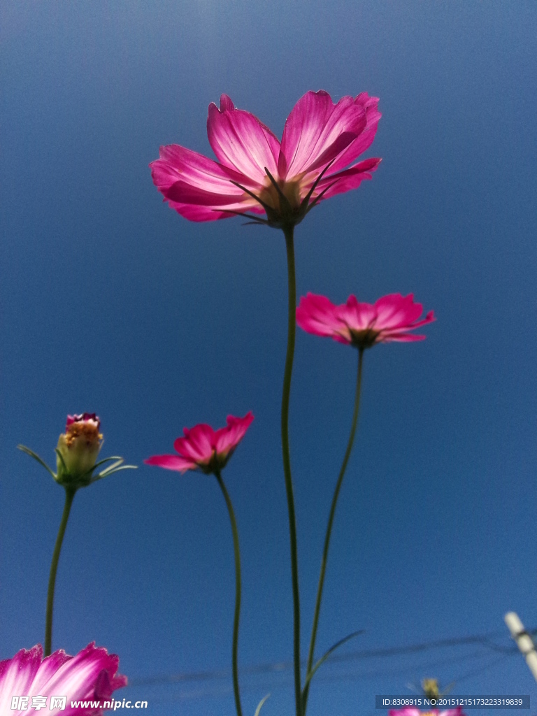 格桑花