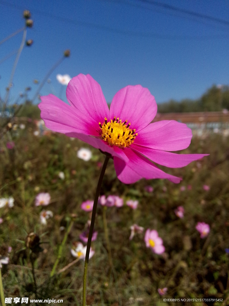 格桑花