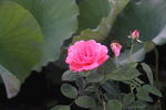 月季花