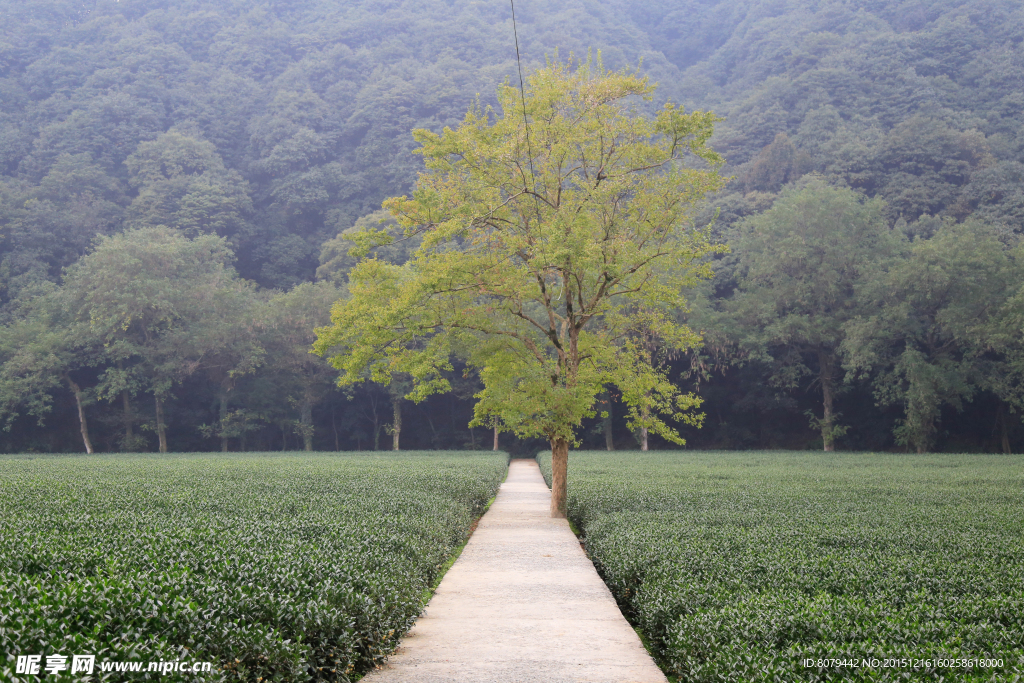 茶园摄影图片