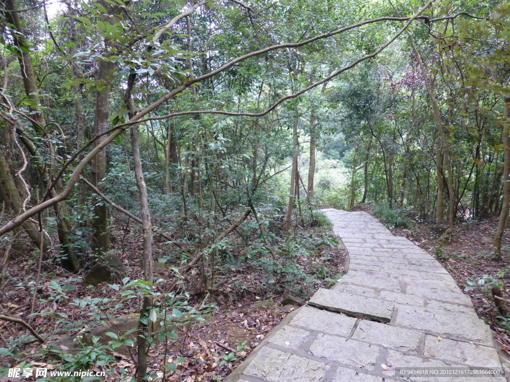 山中小路