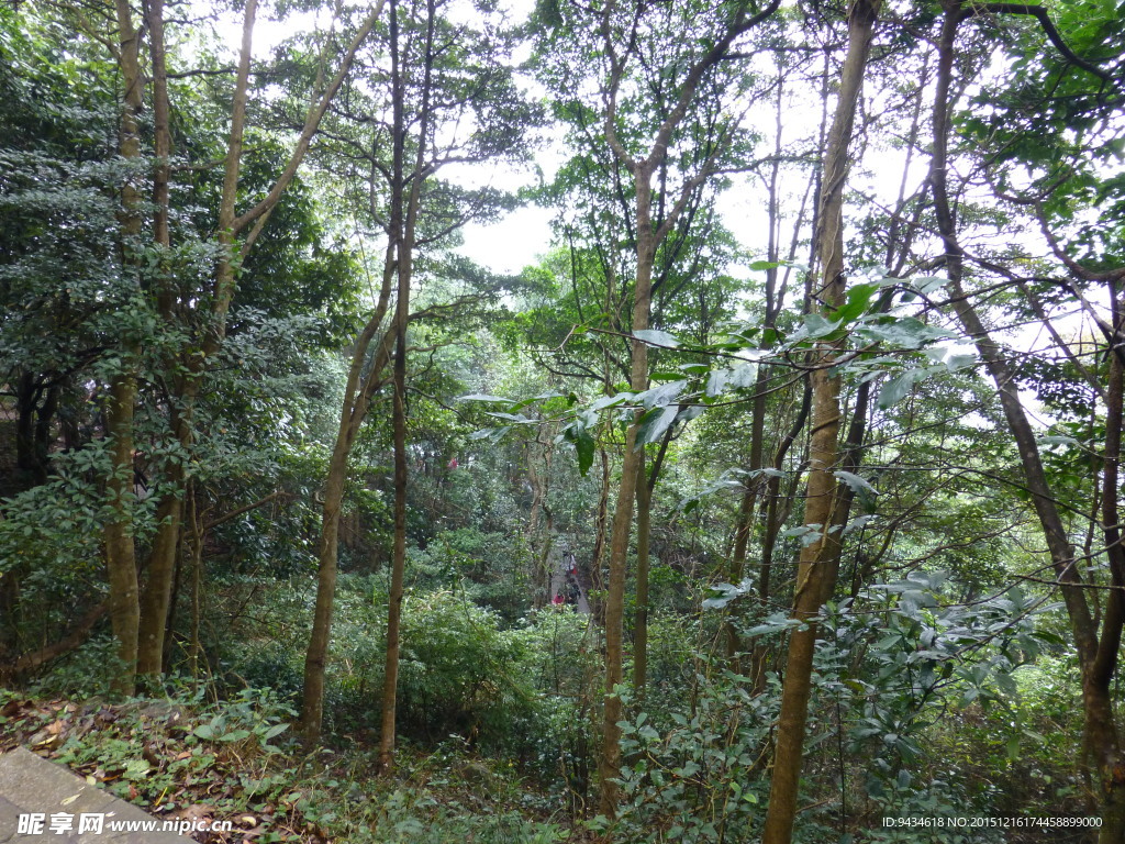 山林