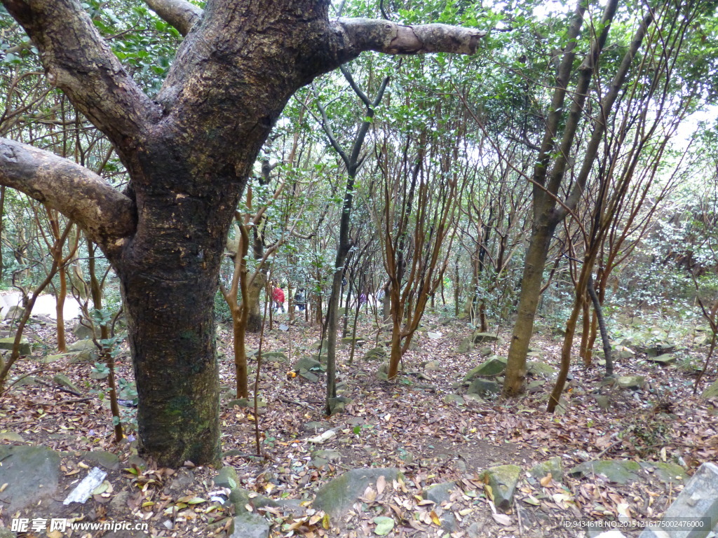 山林