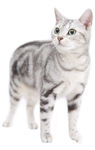 宠物猫