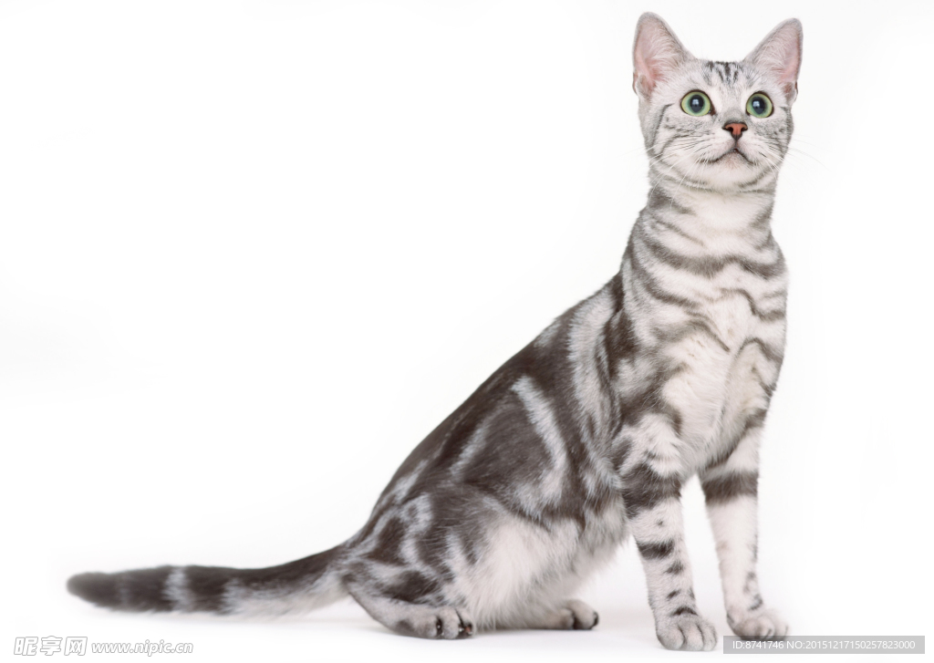 宠物猫