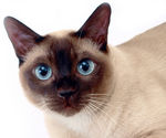 宠物猫