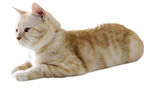 宠物猫