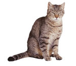 宠物猫