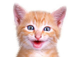 宠物猫
