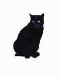 宠物猫