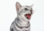 宠物猫