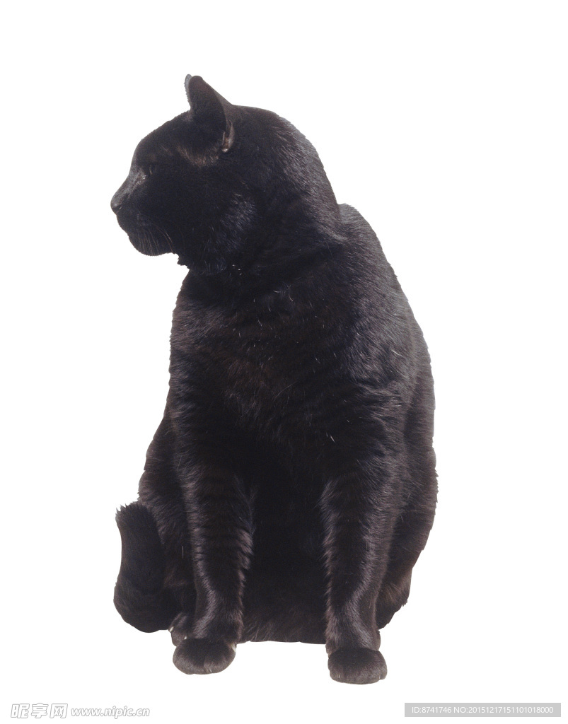 宠物猫